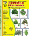 Дем. картинки СУПЕР Деревья и кустарники. 16 демонстрационных картинок с текстом В ПАПКЕ (173х220 мм)