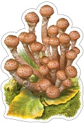 М-17002 Вырубная фигурка. Грибы Опята (двухсторонняя) М-17002 Вырубная фигурка. Грибы Опята (двухсторонняя)
