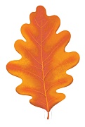М-14846 Вырубная фигурка. Листочки. Дуб оранжевый (УФ-лак) тема Деревья