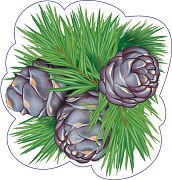 М-17352 Вырубная фигурка. Ветка кедровая с тремя шишками (двухсторонняя, ВД-лак)