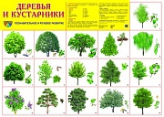 Демонстрационный плакат СУПЕР А2 Деревья и кустарники