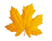 М-16263 Вырубная фигурка. Листочек кленовый желтый (двухстороняя, ВД-лак) 