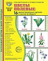 Дем. картинки СУПЕР Цветы полевые. 16 демонстрационных картинок с текстом В ПАПКЕ (173х220 мм)