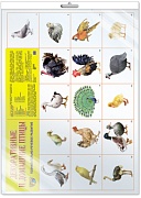 *Демонстрационный плакат СУПЕР А2 Декоративные и домашние птицы (в индивидуальной упаковке с европодвесом и клеевым клапаном)
