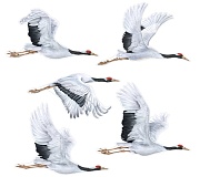 КБ-17293 Комплект для оформления интерьера со скотчем. Журавли (5 плакатов А3)