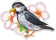 ФМ-11367 Плакат вырубной А4. Скворец