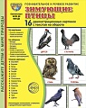 Дем. картинки СУПЕР Зимующие птицы. 16 демонстрационных картинок с текстом В ПАПКЕ (173х220 мм)